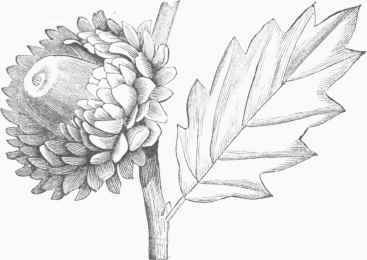 Valonia Oak (Quercus a)gilops).