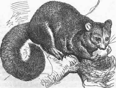 Vulpine Phalanger (Phalangista vulpina).