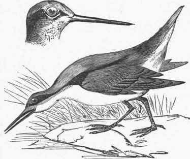 Wilson's Phalarope (Phalaropus Wilsonii).