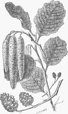 Alder Catkins and Seed.