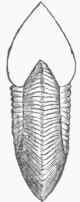 Ammonites 100266