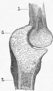 FIG. 1.   Elbow joint, showing the hinge' like articulation of the humerus with the ulna.