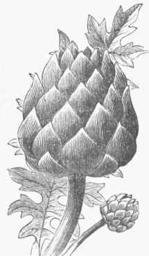 Globe Artichoke.