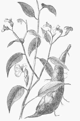 Maranta arundinacea.