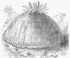 Metridium marginatum, closed.