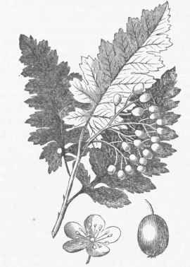 Oak leaved Mountain Ash.