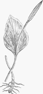 Adder's Tongue (Ophio glossuin vulgatum).