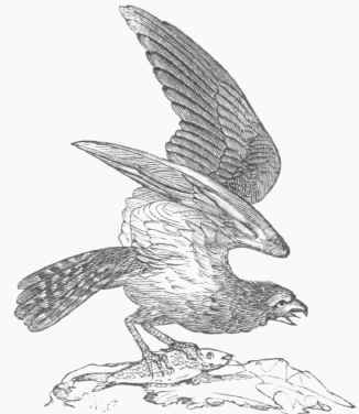 American Fish Hawk, or Osprey (Pandion Carolinensis).