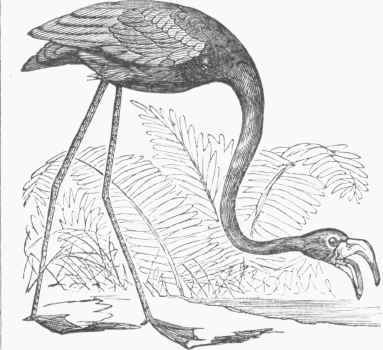 American Flamingo (Phoenicopterus ruber).