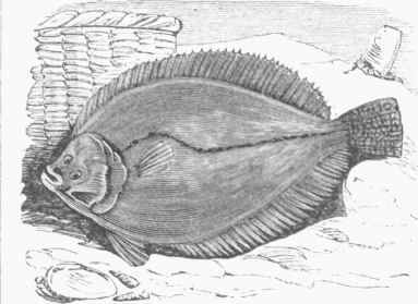 American Flounder Platessa plana).
