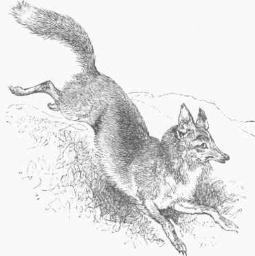 American Red Fox (Vulpes fulvus).