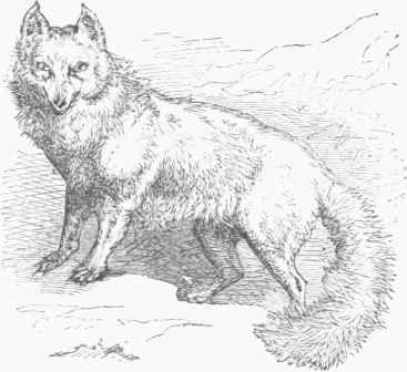 Arctic Fox (Vulpes lagopus).
