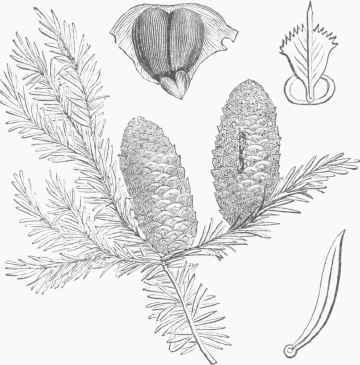 Balsam Fir (Abies balsamea).