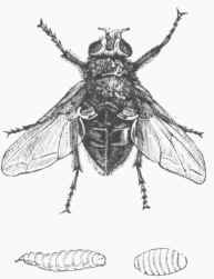 Blue Bottle (Musca vomitoria). Larva and Pupa.