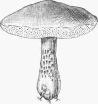 Boletus edulis.