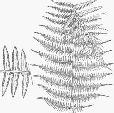 Common Brake (Ptoris aquilina).
