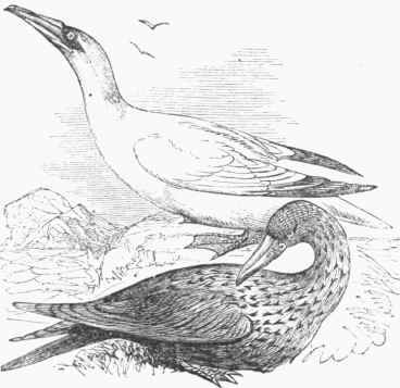 Common Gannet (Sula bassana), adult and young1.