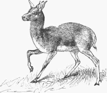 Common Gazelle (Gazella dorcas).