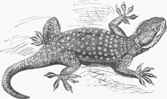 Common Gecko (Platydactylus guttatus).