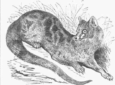 Common Genet (Genetta vulgaris).