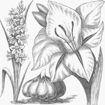 Common Gladiolus.