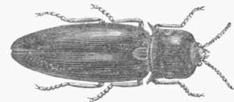 Cucujo (Pyrophorus noctilucus).