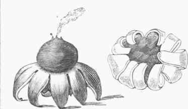 Earth Star (Geaster hygrometria).