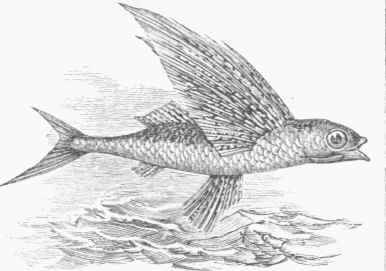 European Flying Fish (Exocoetus volitans).
