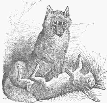 European Fox (Vulpes vulgaris).