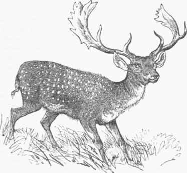 Fallow Deer (Dama vulgaris).