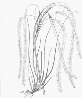 Feather Grass (Stipa pennata).