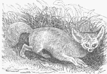 Fennec (Megalotis Brucei).