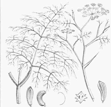 Fennel (Faeniculum vulgare).