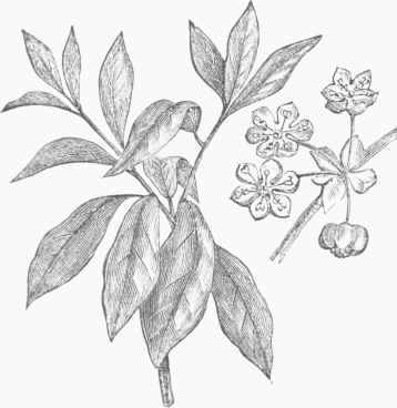 Fever Bush (Benzoin odoriferum).