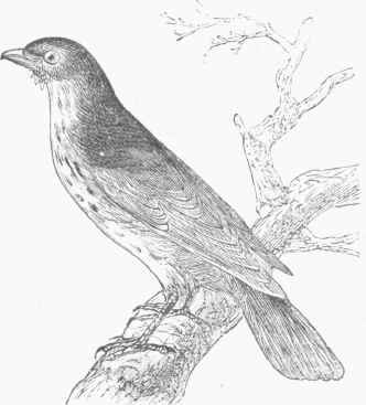 Fieldfare (Turdus pilaris).