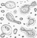 Fig. 1. Growing yeast cells and most minute germs, magnified 2,000 diameters (Beale).