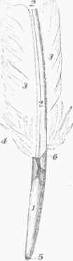 Fig. 1. Parts of the Feather.