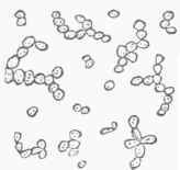 Fig. 2. Yeast cells, growing during 4S hours, magnified 250 diameters (Beale).