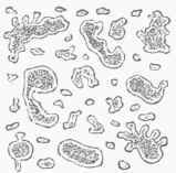 Fig. 3.   Growing yeast cells, showing diverticula, or buds, magnified 1,300 diameters (Beale).