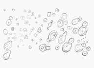 Fig. 6. Cryptococcus in various grades of development from Penicillium (Hallier).