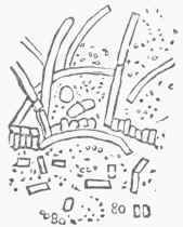 Fig. 7.   Arthrococcus, found in sour milk (Hallier).
