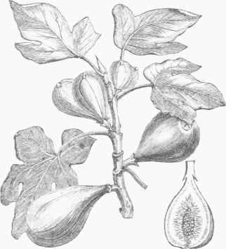Fig (Ficus carica).