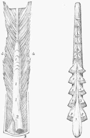Figs. 3 and 4. Structure of the Bulb.
