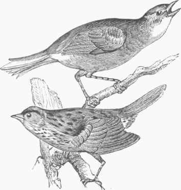 Finch 70065