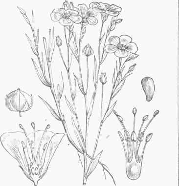 Flax (Linum usitatissimum').