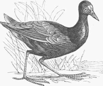 Florida Gallinule (Gallinula galeata).