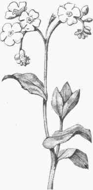 Forget me not (Myosotis palustris).