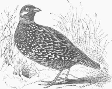 Fraucolinus vulgaris.