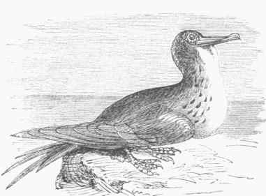 Frigate Bird (Tachypetes aquilus).