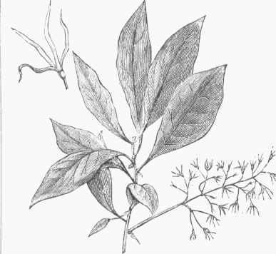 Fringe Tree (Chionanthus Virginica).